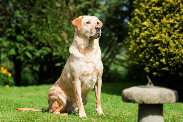 Labrador doré assis sur l herbe