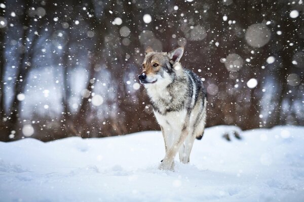 A dog runs against the background of snow