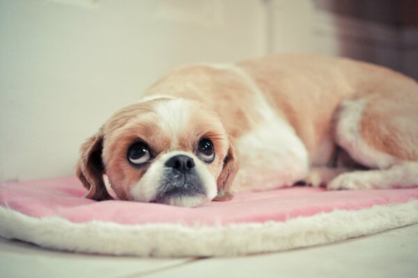 A dog with big eyes on a couch
