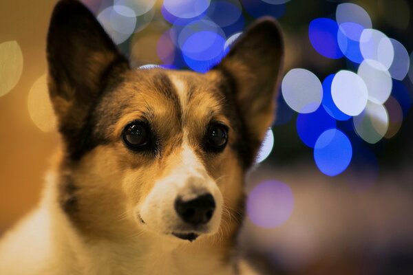 Bokeh träumt von einem leckeren Knochen