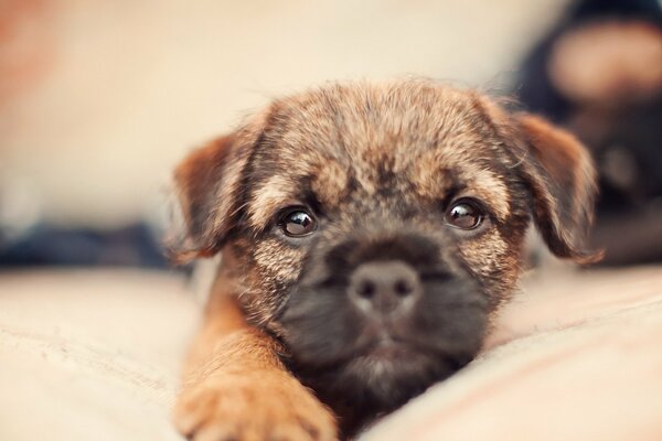 Petit chiot avec une patte allongée