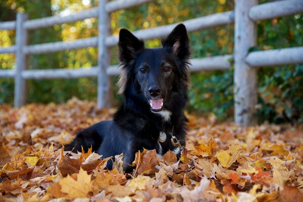 A black dog lies among a pile of leaves