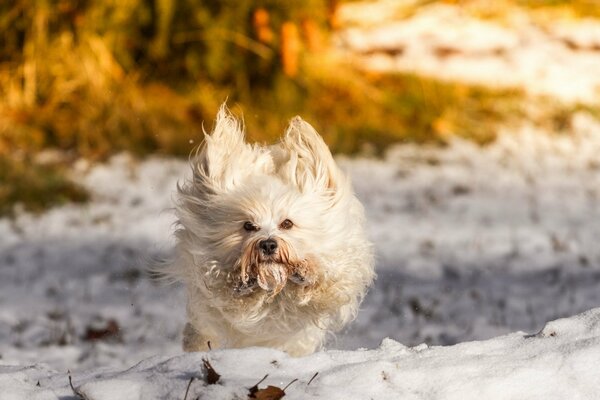 Sabachka est intéressant de courir dans la neige