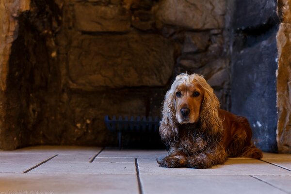 The brown dog is lying on the floor