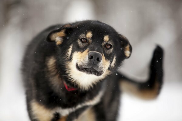 Kindness in the gaze of a four-legged friend