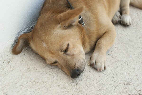 Linda pelirroja perrito durmiendo