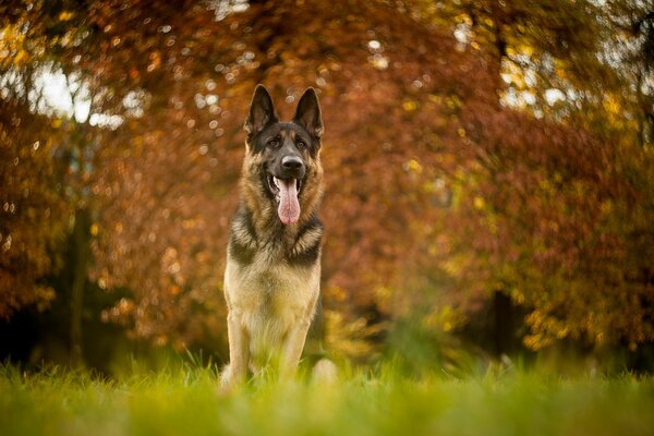 Hund auf dem Hintergrund des Herbstwaldes