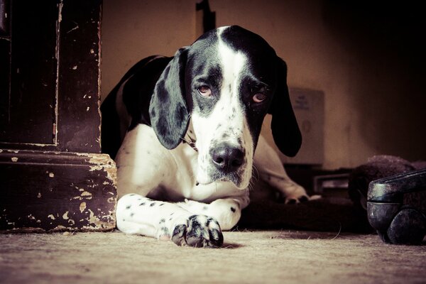 Un chien amical et dévoué