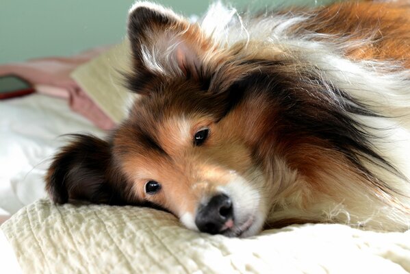 The collie lies thoughtfully on the bed