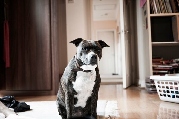 A large dog in a collar is sitting in the room
