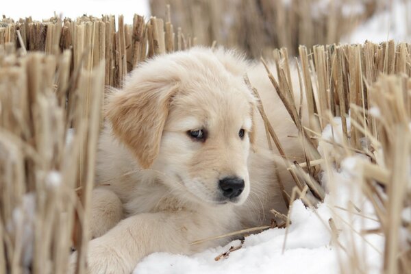 Cachorro de Labrador tumbado en la nieve