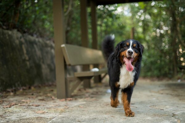 Cane bianco e nero nel parco vicino alla panchina