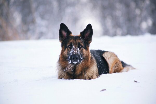 Bel cane grande nella neve