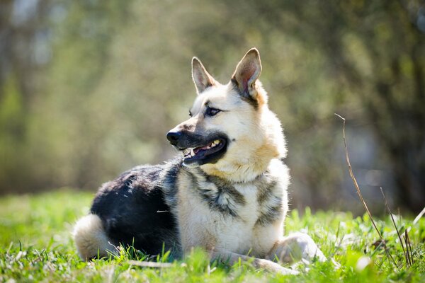 Der Hund liegt und schaut zu