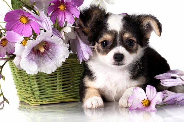 Cucciolo sdraiato accanto a un cesto di fiori