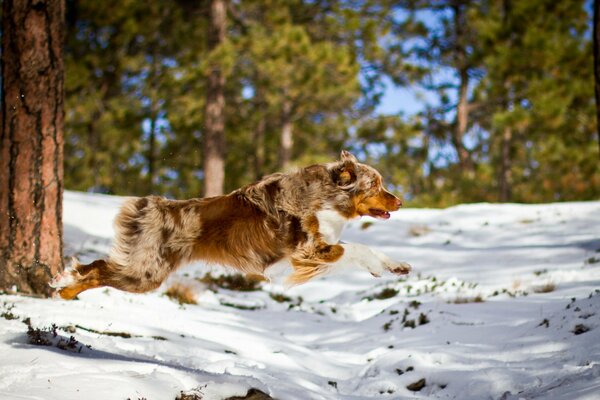 A red-haired dog rushes through the forest in the snow