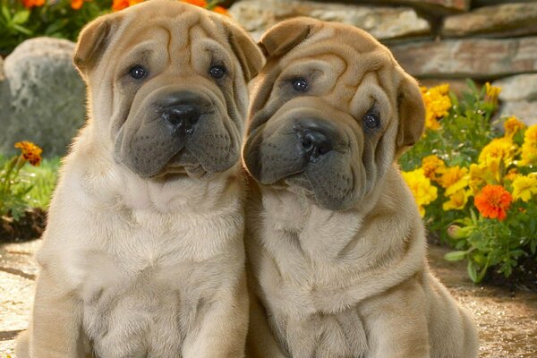 Bolas en colores, lindos cachorros