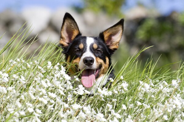 Cane che fa capolino dall erba