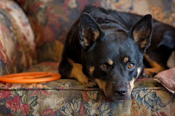 A smart dog looks straight into the soul