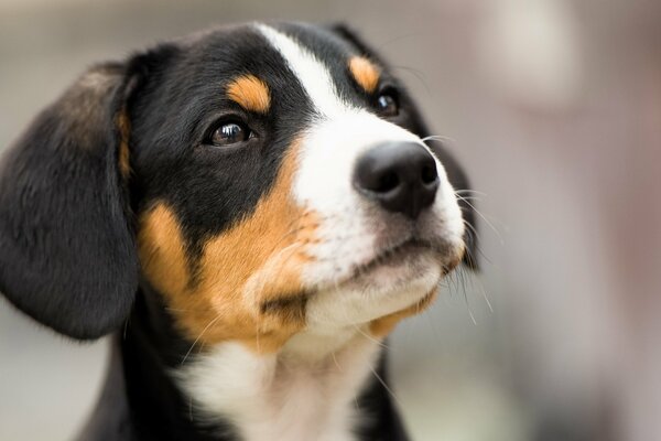 Der Blick der erstaunlichen Augen des Hundes