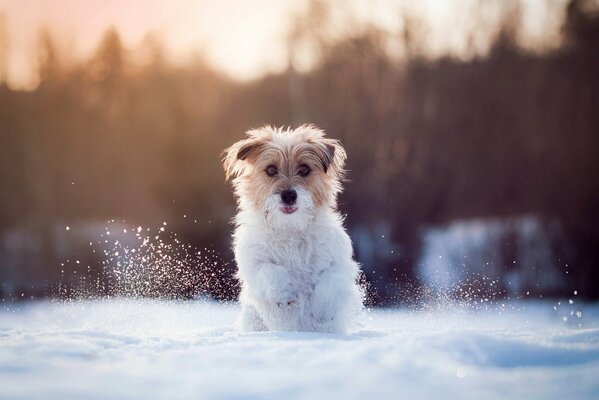 Beautiful sabachka runs through the snow