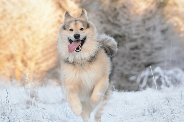 Fluffy dog in the winter forest