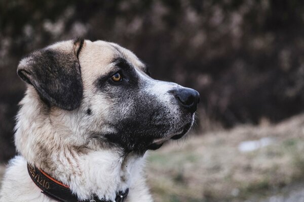 Profile of a black and white dog with a collar