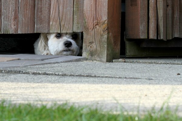 The look of a small dog from under the fence