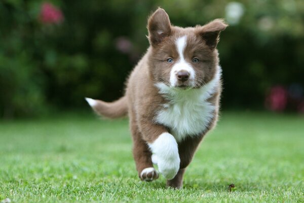 Chiot Husky se promène dans l herbe