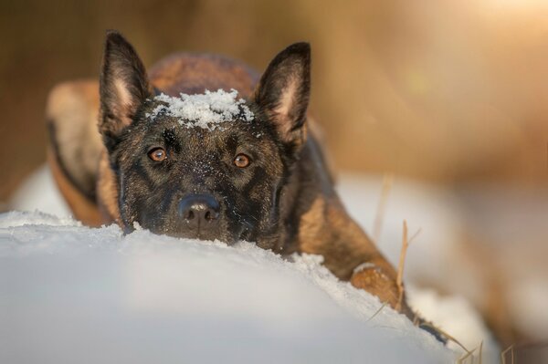 Schäferhund versteckt sich im Schnee