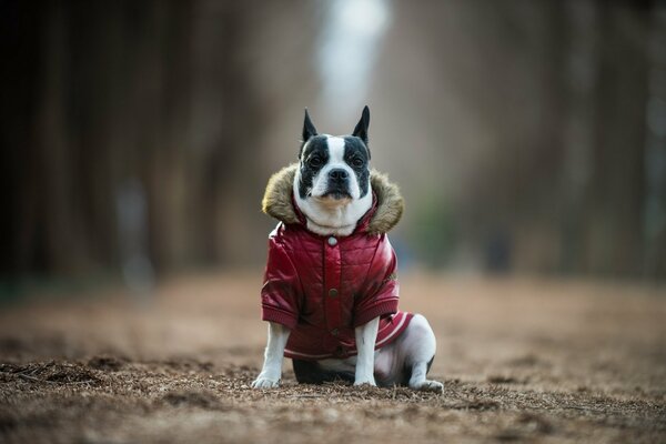 Der Hund sitzt in einer roten Jacke sitzt auf dem Rasen