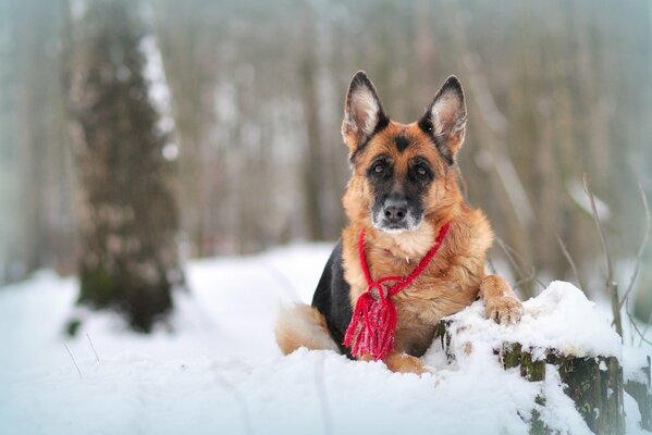 Beautiful photo of a shepherd dog in the snow