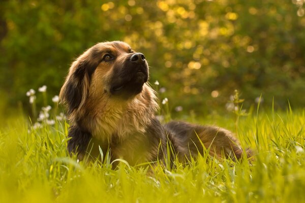 Chien dans le champ regarde de côté