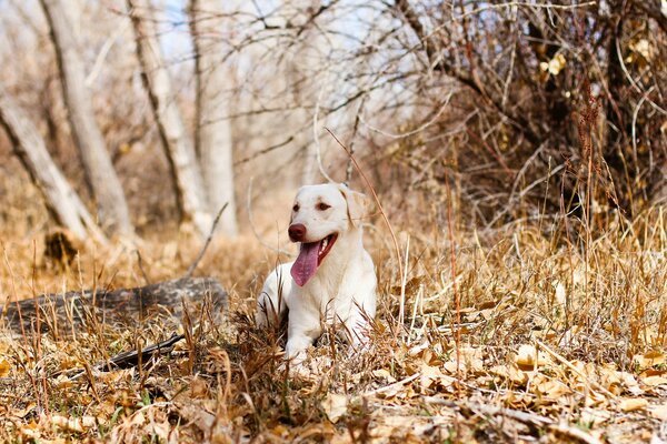 Cane bianco sulla passeggiata autunnale della foresta