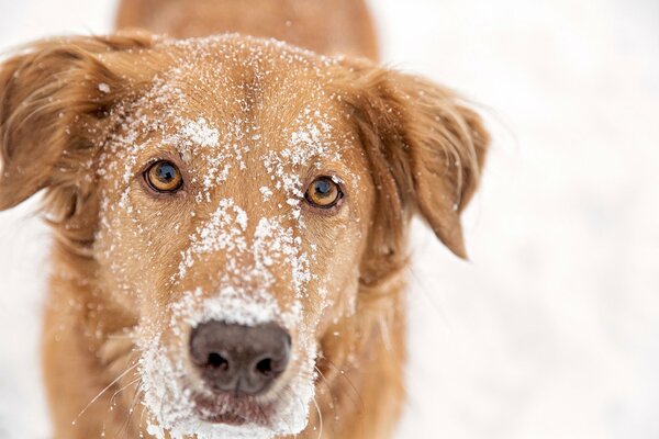 Rothaarige Schnauze im Schnee