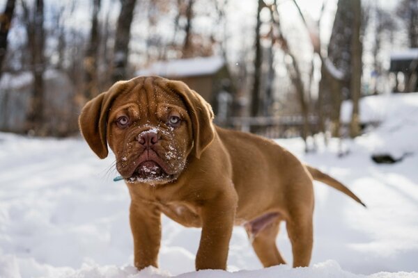 Red bull dog puppy in the snow