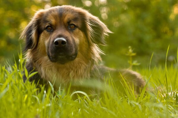 Der Hund liegt auf der Seite im Gras