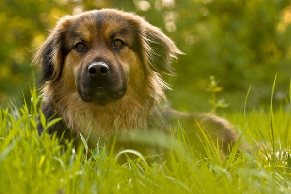 The dog is lying on its side in the grass