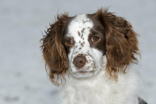 Roter Hund mit langen Ohren
