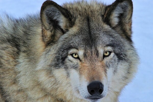 Der Wolf schaut mit dem Wunsch in die Kamera zu beißen