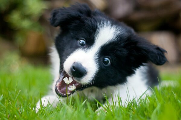 Heureux et ludique chiot Collie