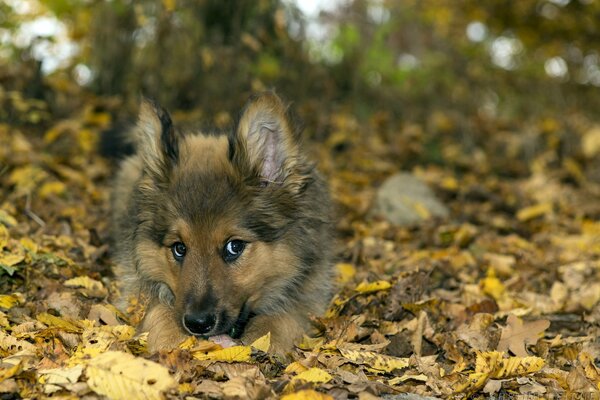 The red-haired pks lies in the autumn leaves