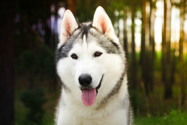 Il cane è il migliore amico dell uomo