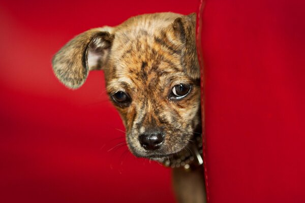 Lustiger kleiner Hund, der um die Ecke schaut