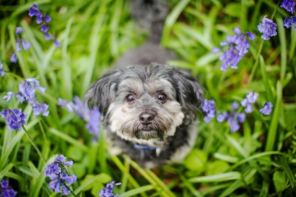 Sguardo amichevole del cane che cammina nell erba