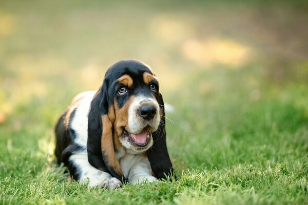 Basset giace sull erba e apre la bocca