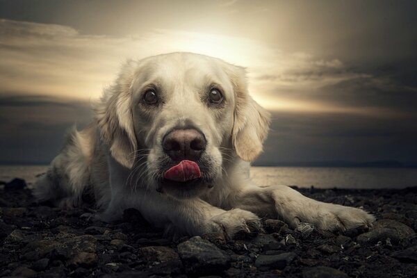 O zachodzie słońca na plaży biały Labrador