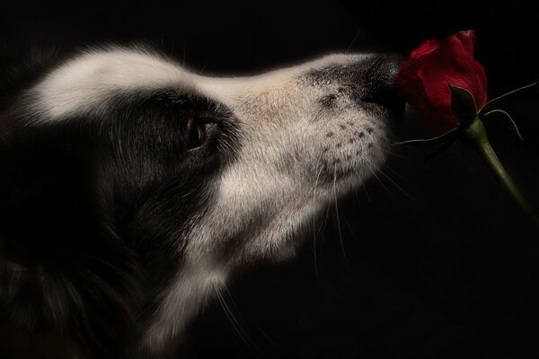Cane bianco e nero che annusa delicatamente la rosa rossa