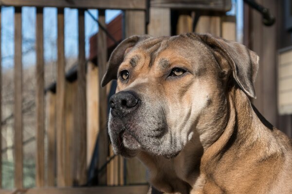 Cane fedele. cane a guardia della casa