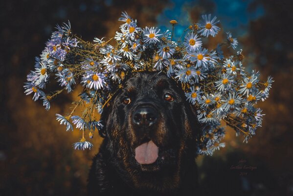 Portrait d un chien en couleurs blanches